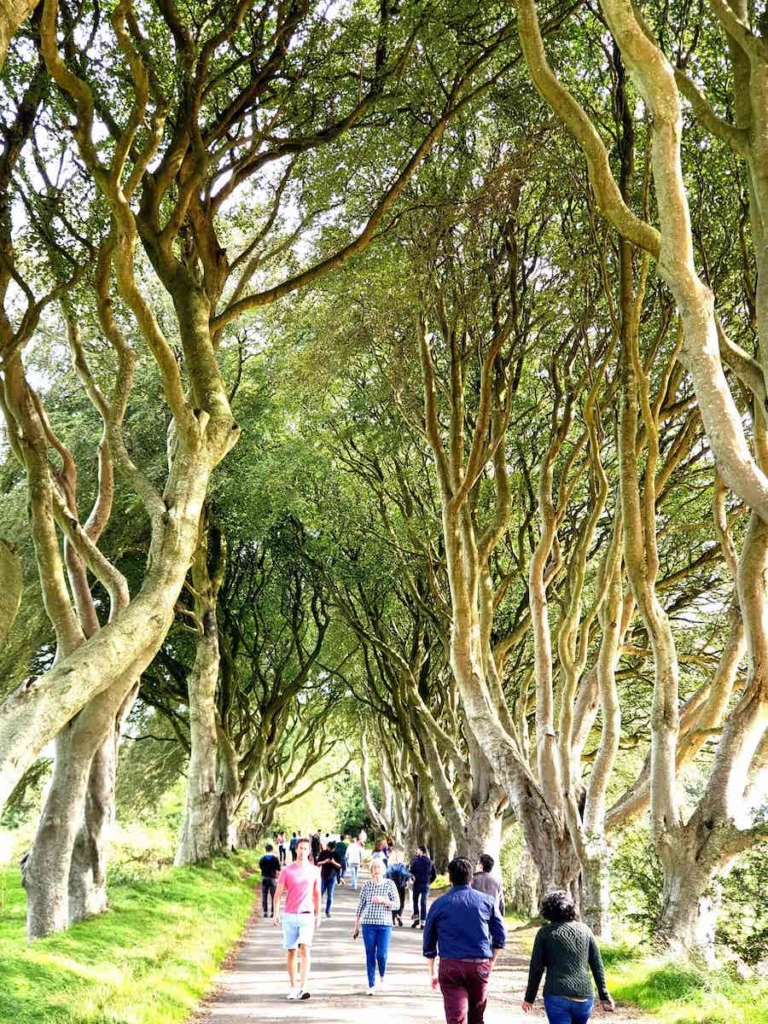 woods of Dark Edge sited in Belfast well known for the series Game of Throne